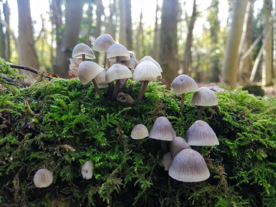 Fungi growing on a mossy log